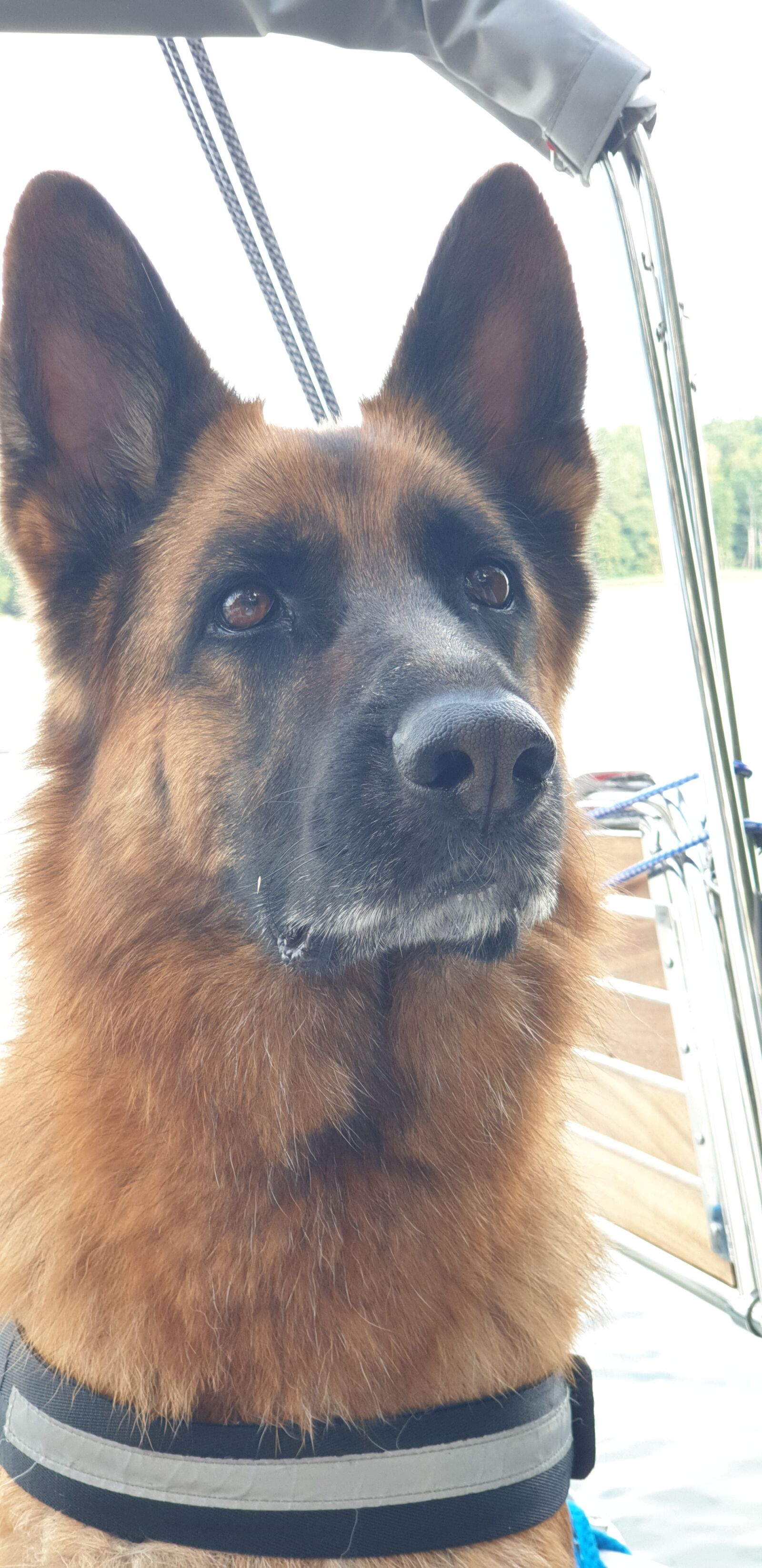 Samsung Galaxy S9+ sample photo. German shepherd, dog, animals photography