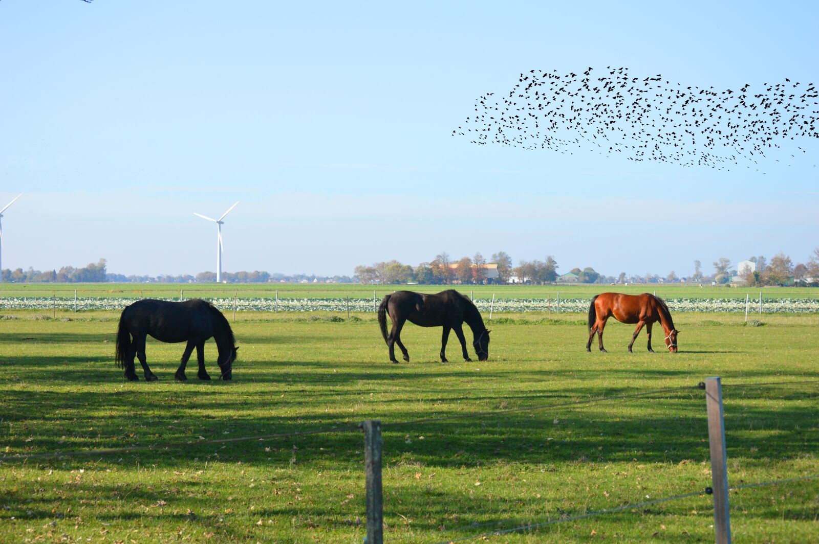 Nikon D3200 sample photo. Horses, animals, pasture photography