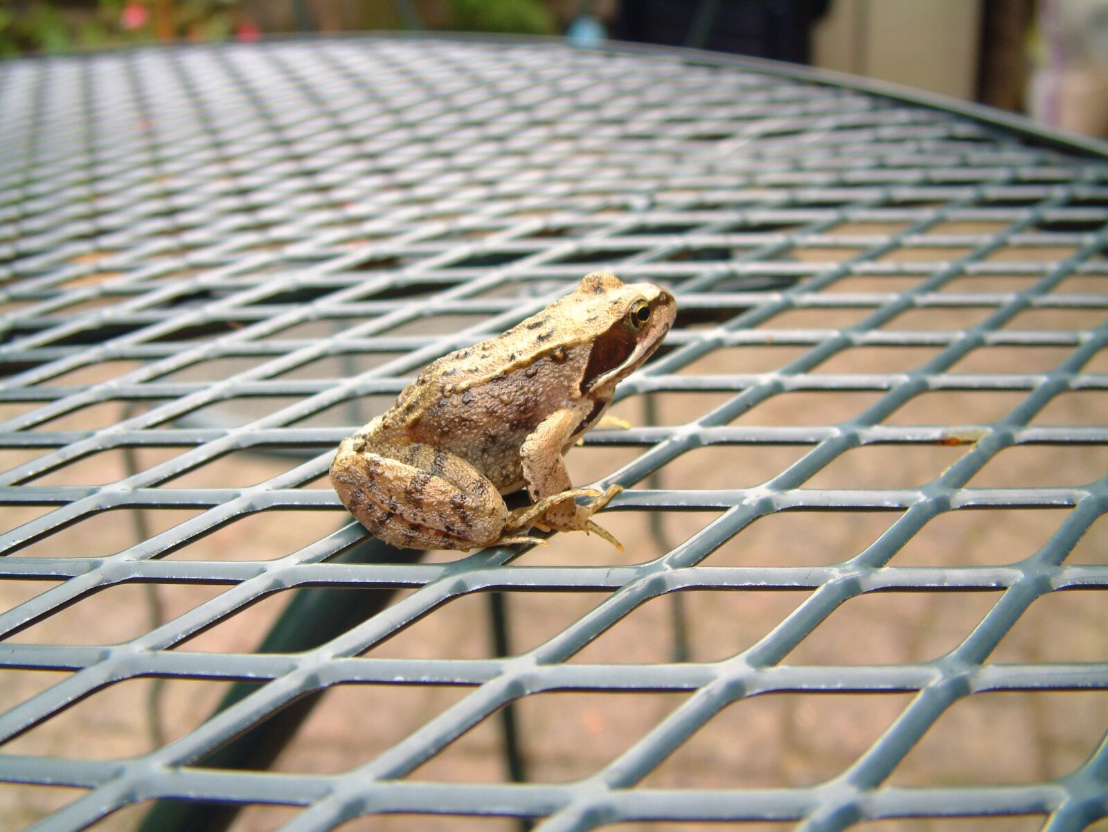 Fujifilm FinePix6900ZOOM sample photo. Frog, brown frog, brown photography