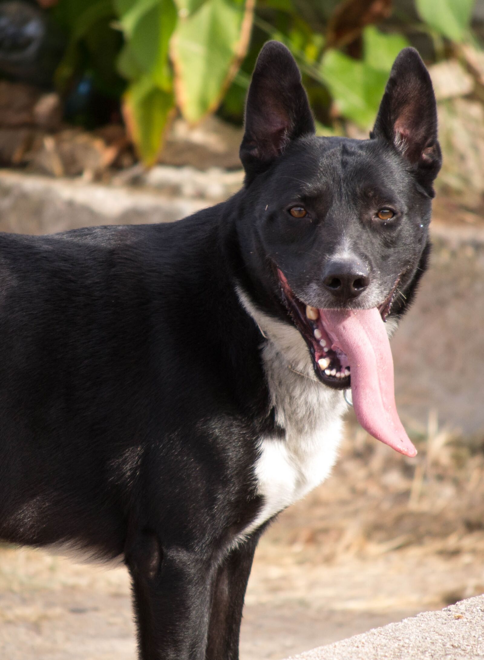 Nikon D3100 sample photo. Dog, language, wolf photography