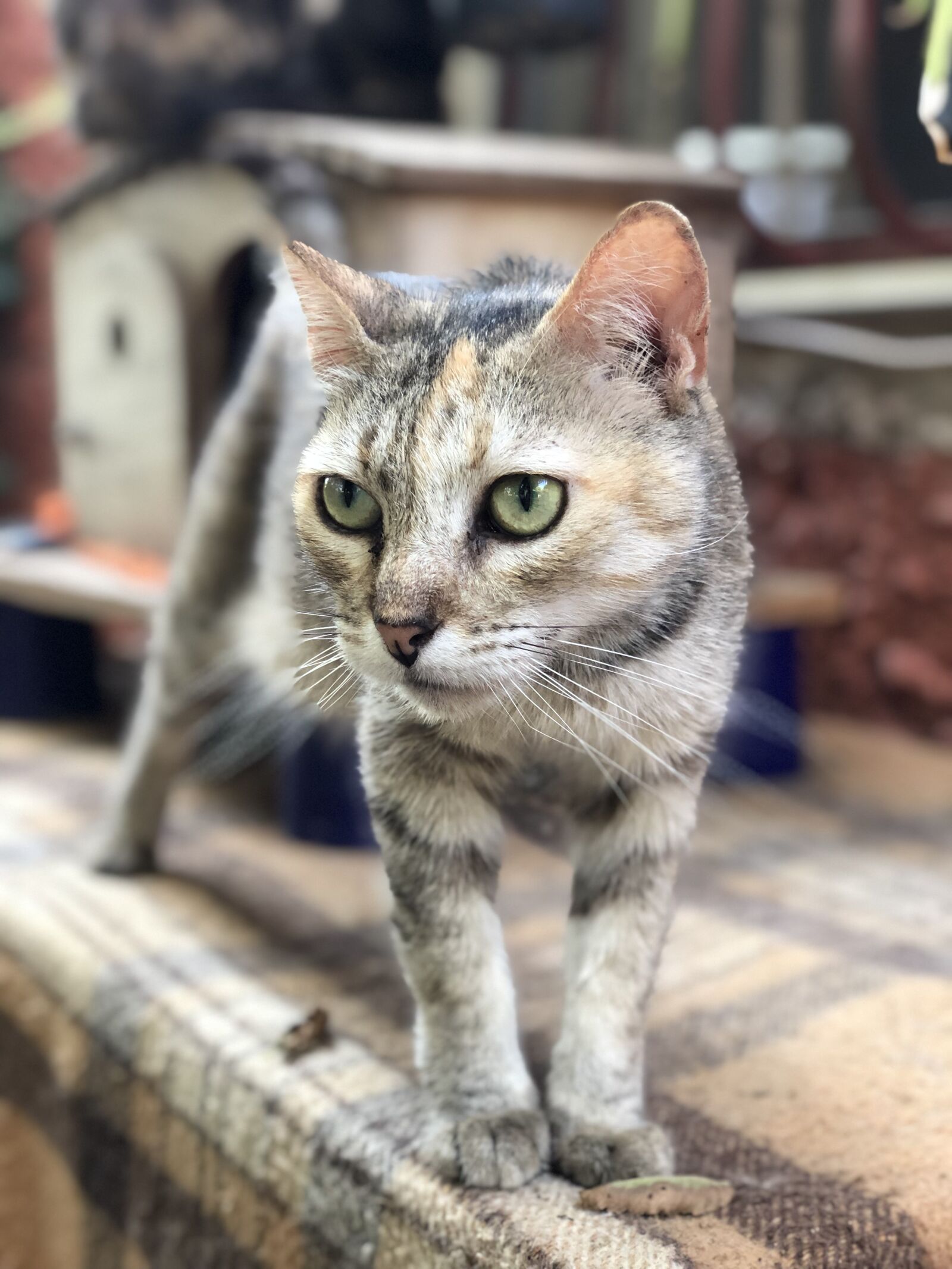 Apple iPhone X sample photo. Cat, guard, rest photography