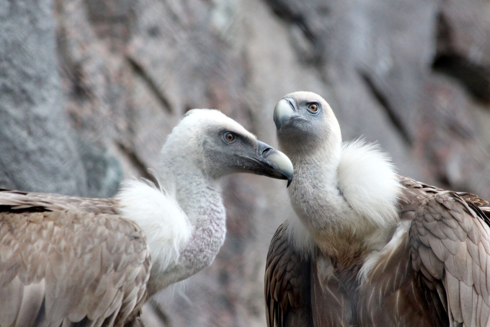 Canon EOS 650D (EOS Rebel T4i / EOS Kiss X6i) sample photo. Griffon vulture, birds, gyps photography