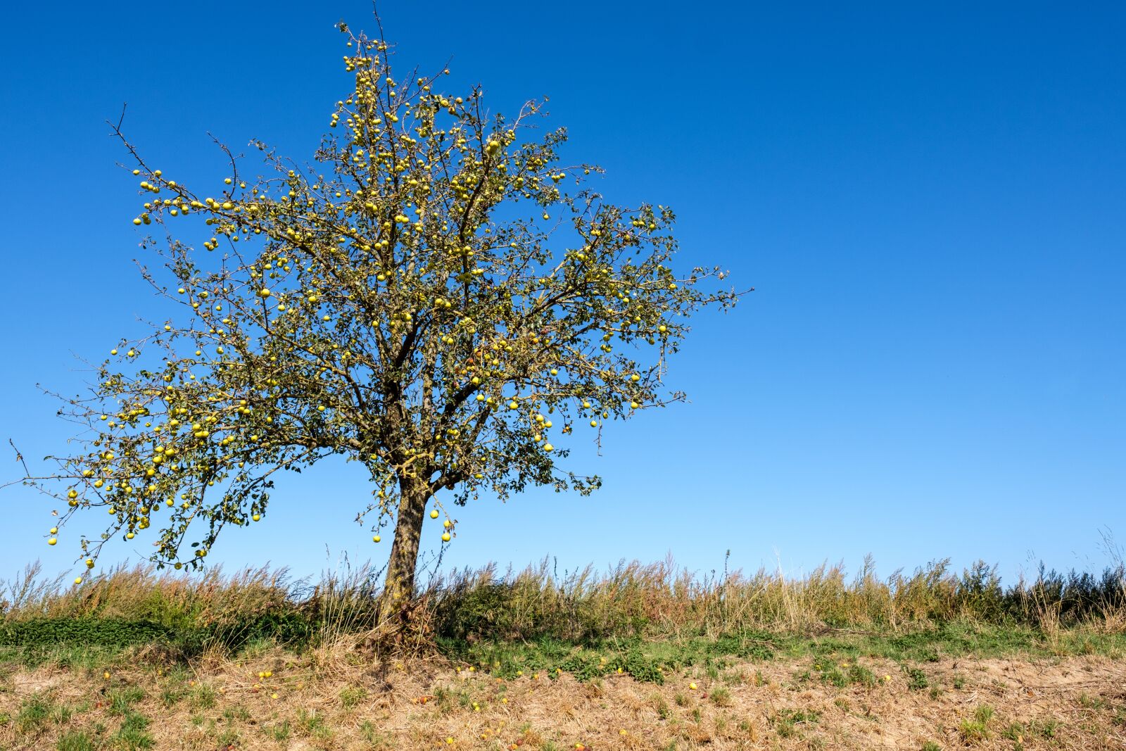 Fujifilm X-T2 + Fujifilm XF 16mm F1.4 R WR sample photo. Tree, autumn, fruit tree photography