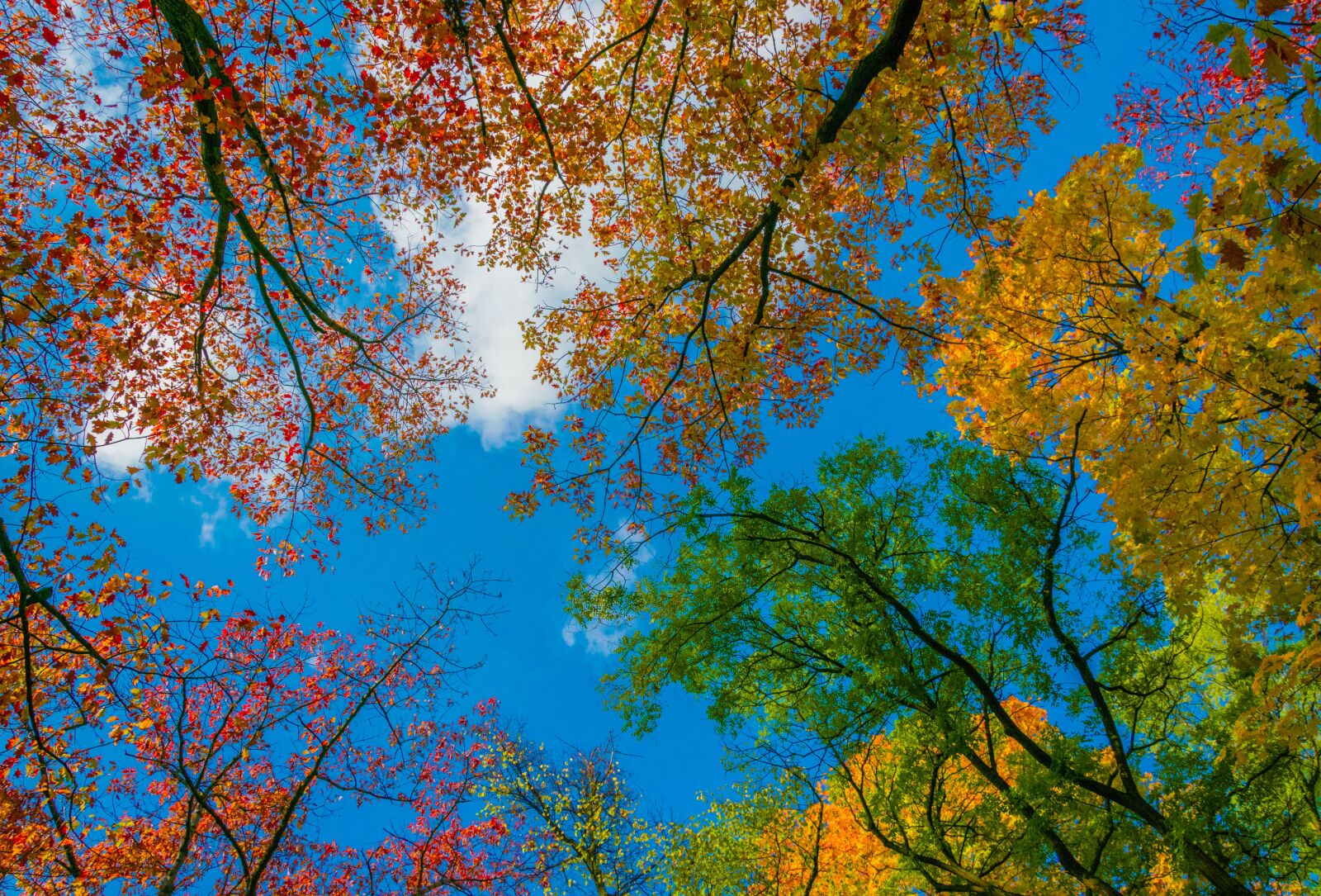 Nikon D5300 sample photo. Tree, fall, season photography