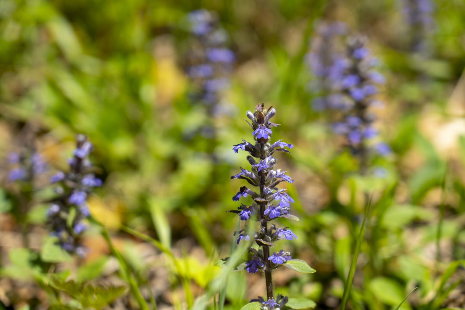 Sony FE 24-105mm F4 G OSS sample photo. Flowers, nature, purple photography