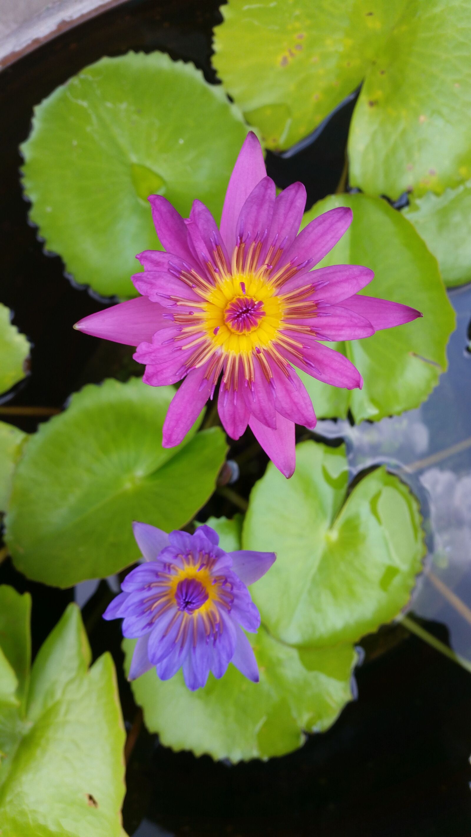 Samsung Galaxy S5 sample photo. Flower, lotus, nature photography