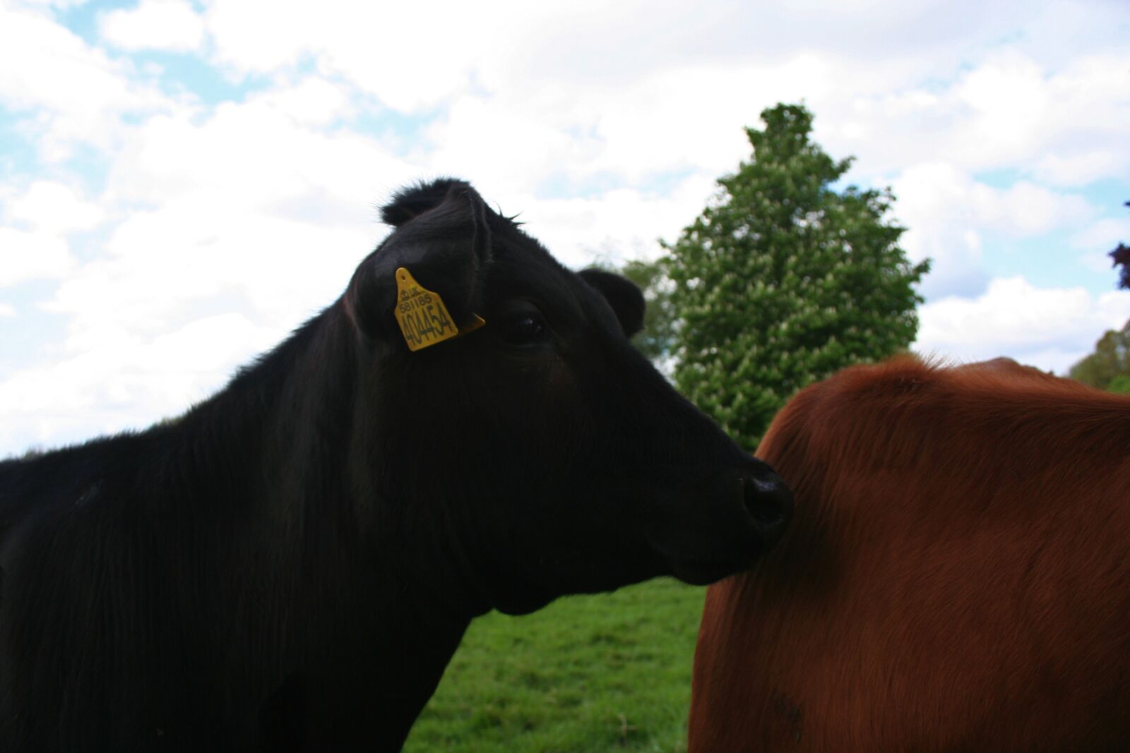 Canon EOS 350D (EOS Digital Rebel XT / EOS Kiss Digital N) sample photo. Cow, cute, agriculture photography