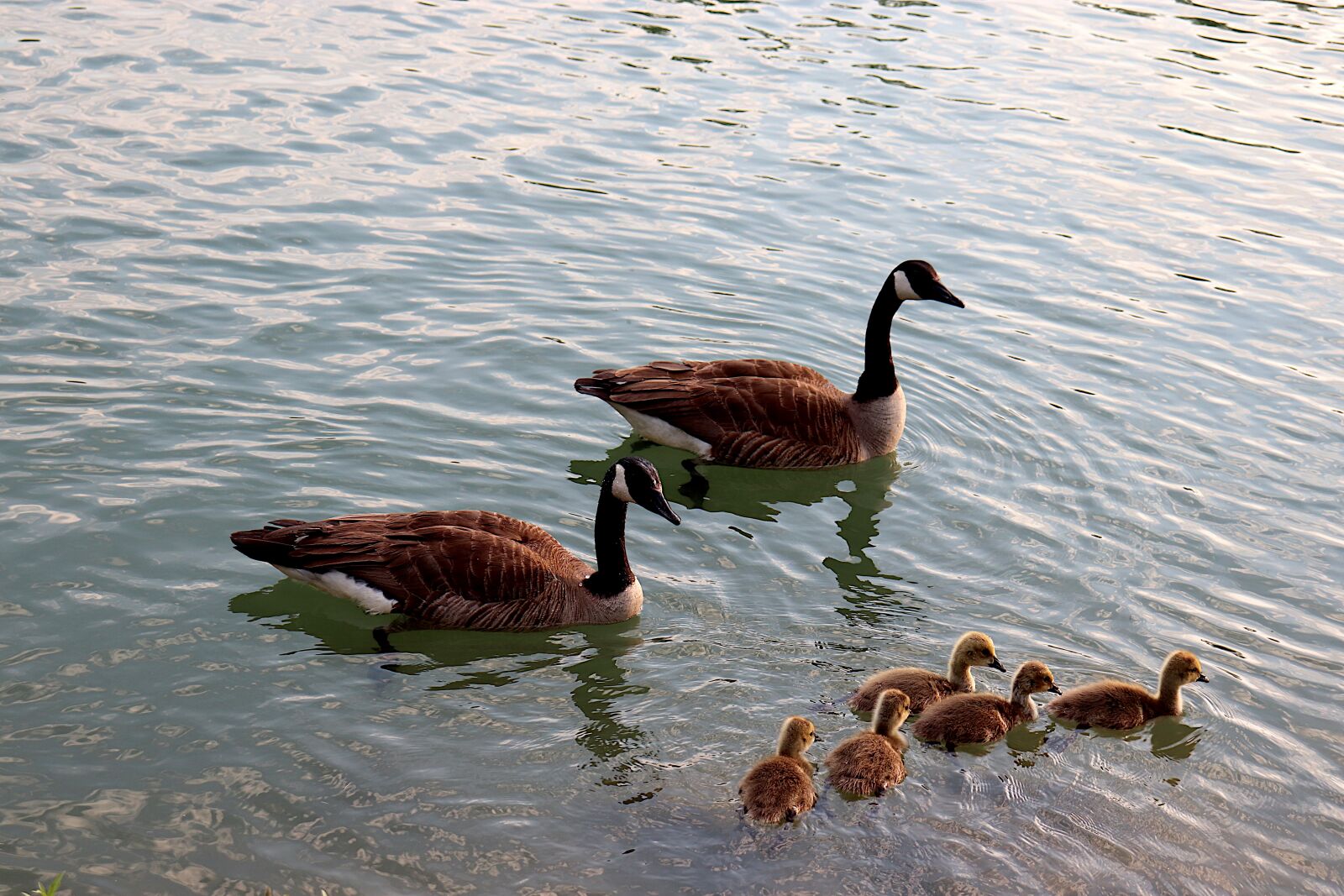 Canon EOS 800D (EOS Rebel T7i / EOS Kiss X9i) sample photo. Geese, goslings, canada goose photography