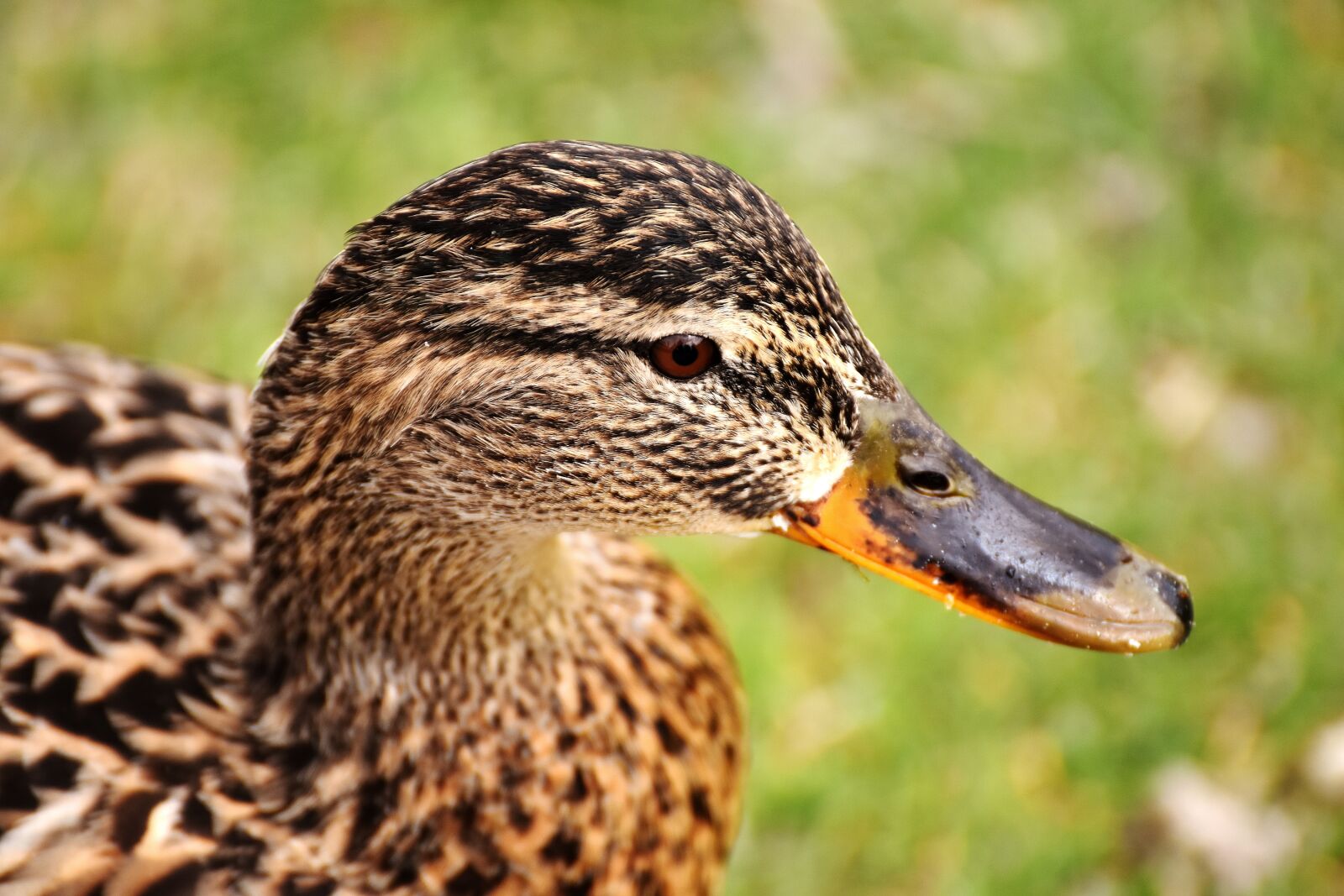 Nikon D7200 sample photo. Mallard, brown, animal world photography