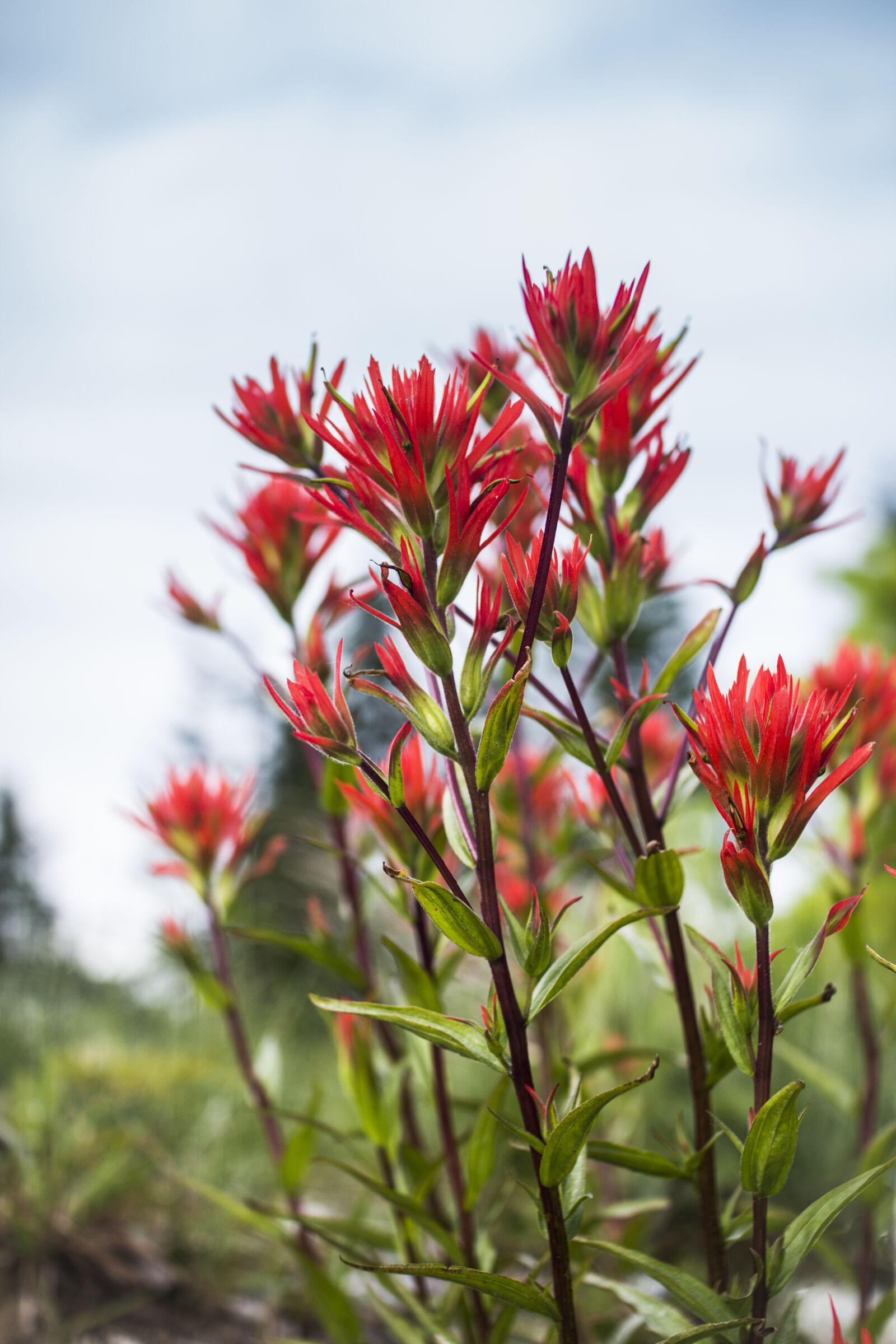 Sigma 30mm F1.4 EX DC HSM sample photo. Beautiful, flowers, bunches, of photography