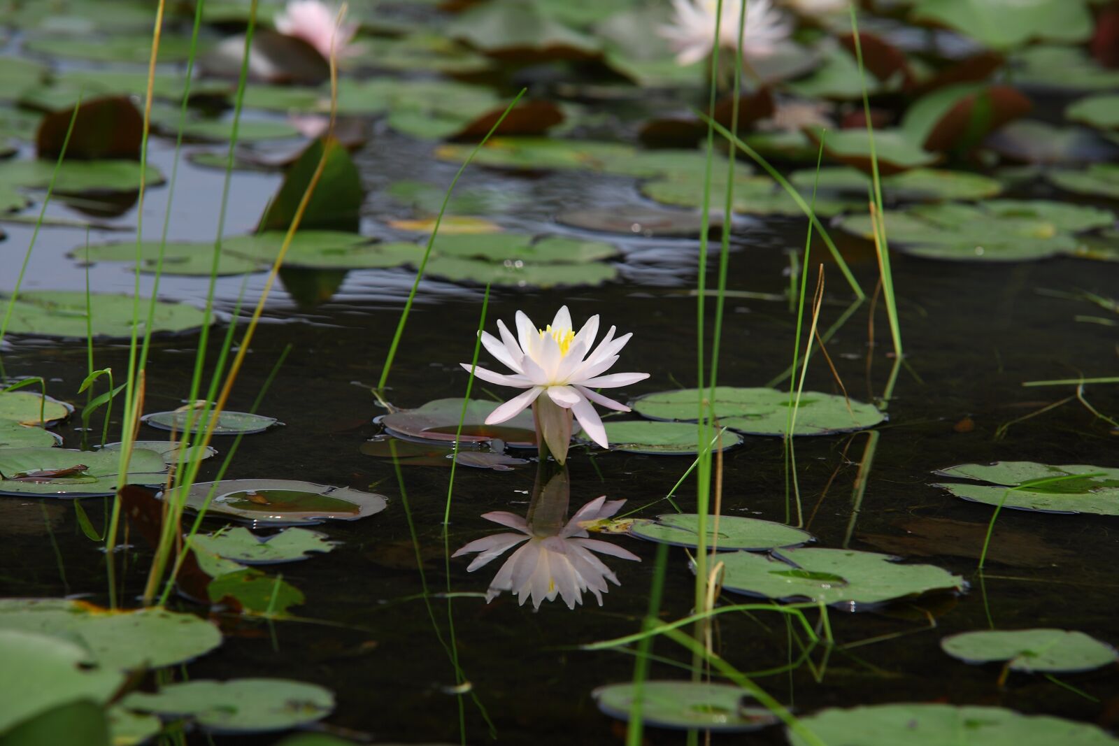 Canon EOS 5D Mark II sample photo. Plants, flowers, leaf photography