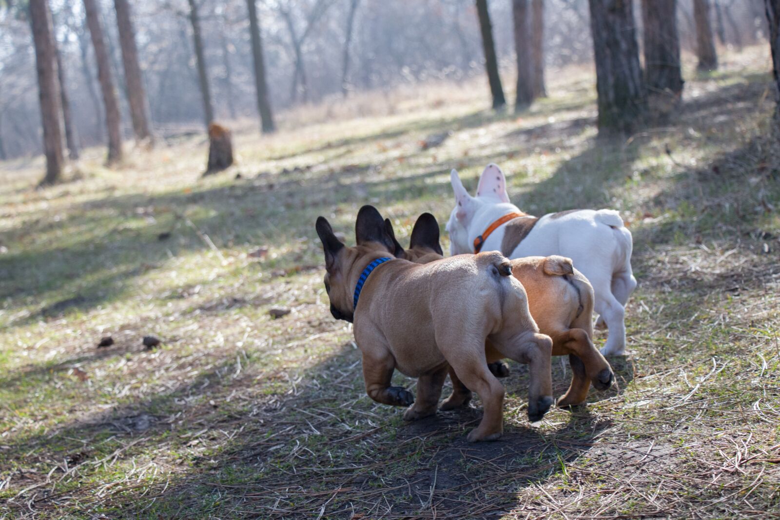 Canon EF-S 18-135mm F3.5-5.6 IS USM sample photo. French bulldog, funny, dog photography