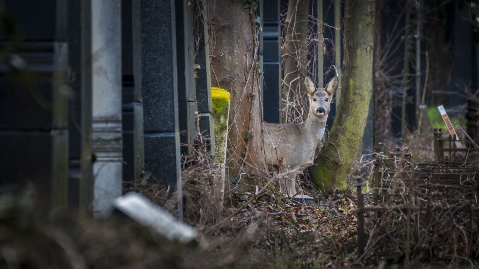 Canon EOS 70D sample photo. Roe deer, cemetery, nature photography