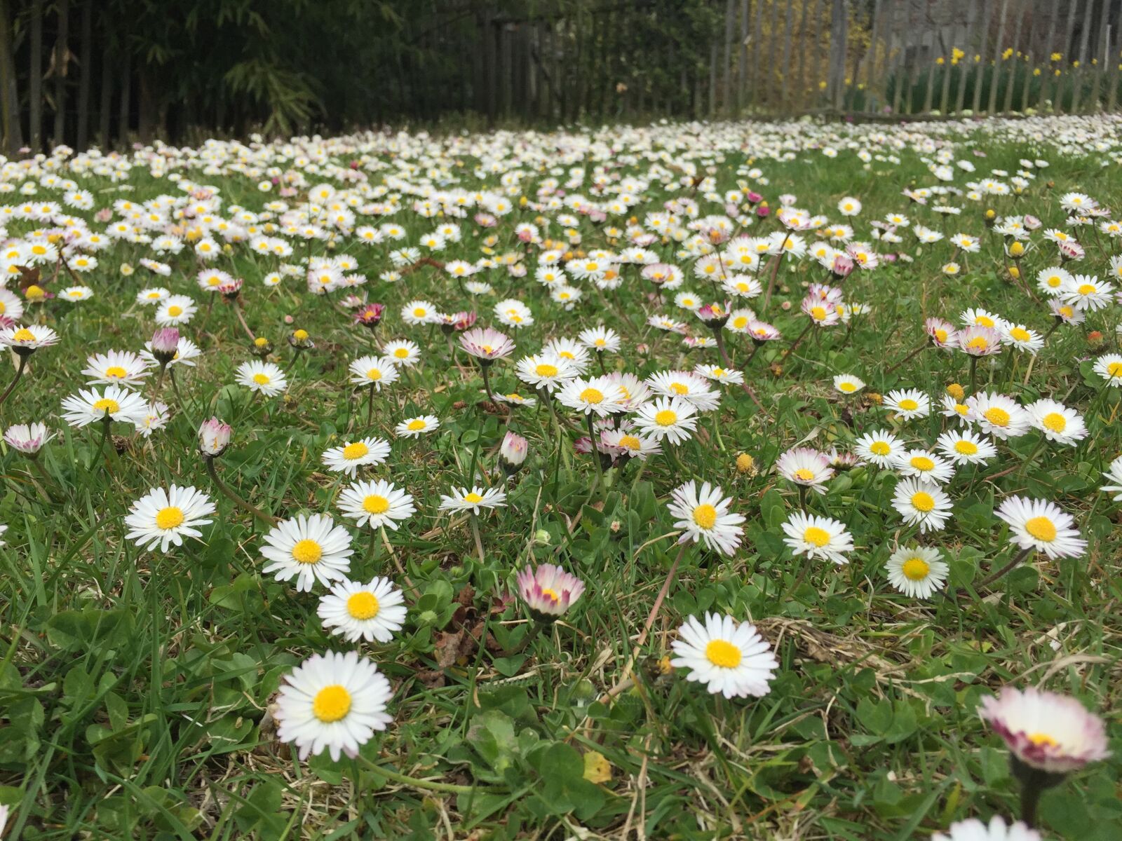 Apple iPhone 6 sample photo. White flower, ground, summer photography