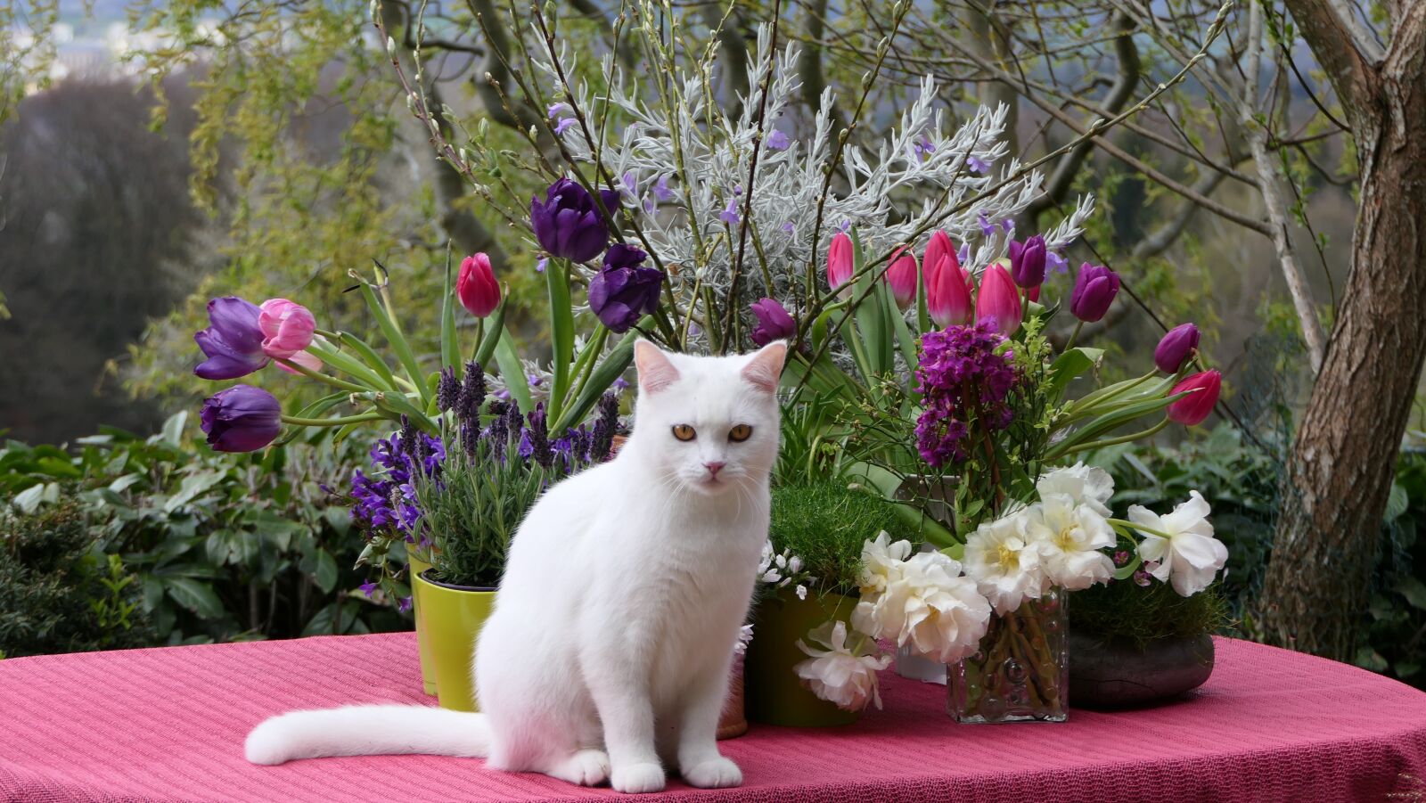 Panasonic Lumix DMC-FZ2500 (Lumix DMC-FZ2000) sample photo. White cat, breed cat photography
