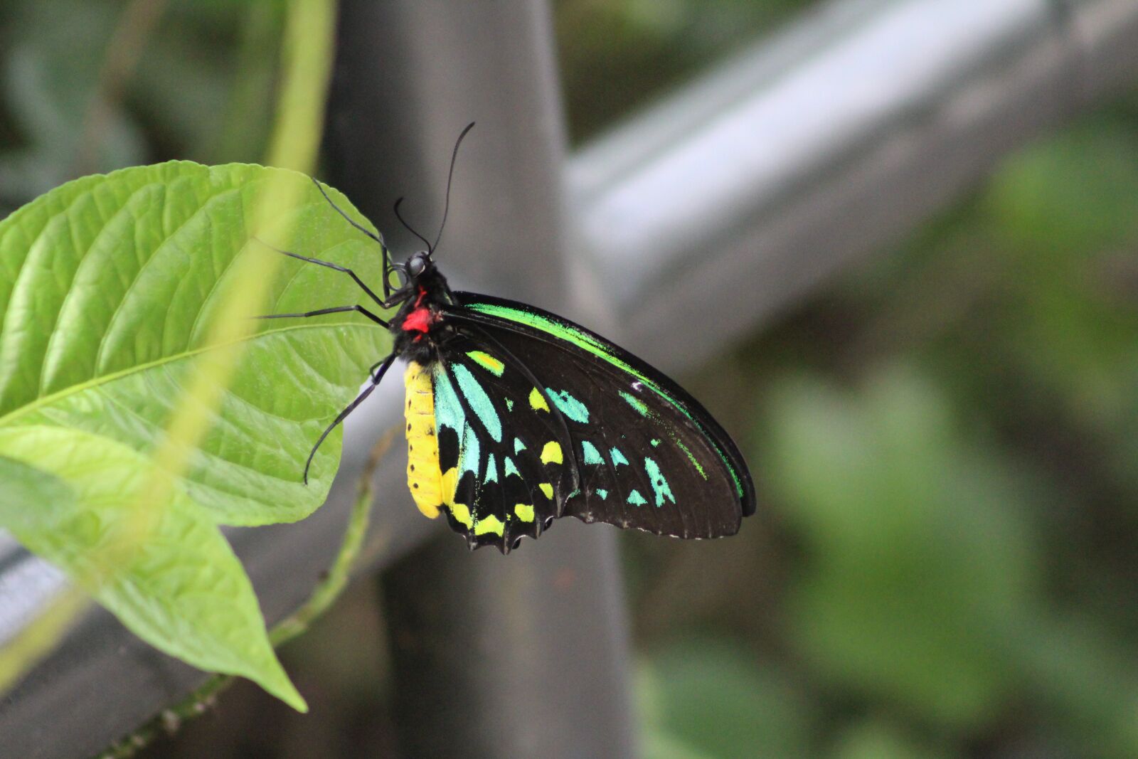 Canon EOS 1200D (EOS Rebel T5 / EOS Kiss X70 / EOS Hi) sample photo. Nature, insect, butterfly photography