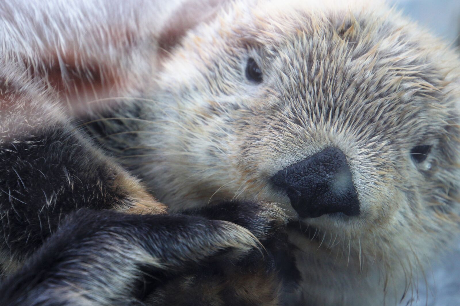 Canon EOS 7D Mark II sample photo. Animal, aquarium, cute, face photography