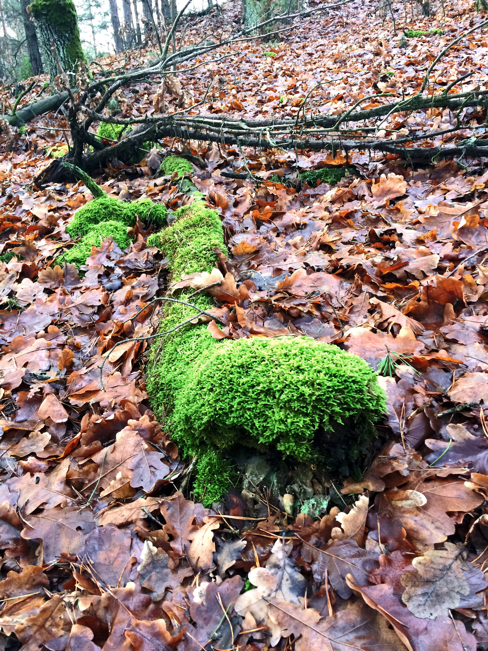 iPhone 5s back camera 4.15mm f/2.2 sample photo. Forest, leaves, nature, walk photography