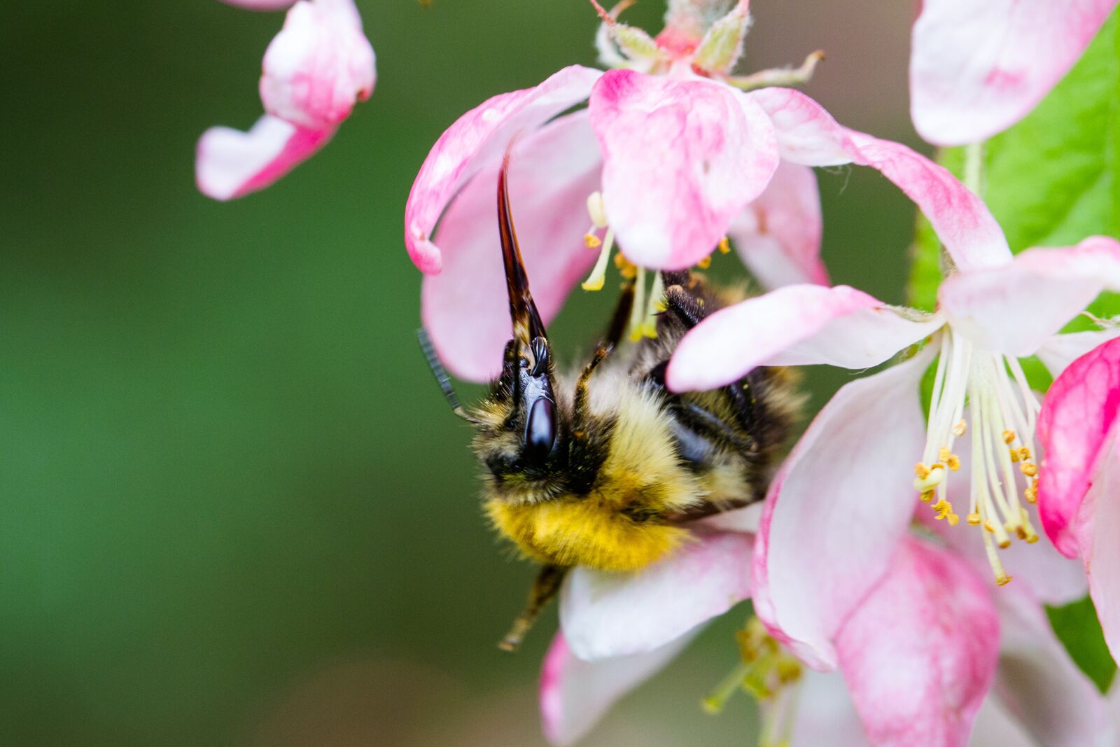 Canon EOS 7D sample photo. Bee, feeding, nectar photography