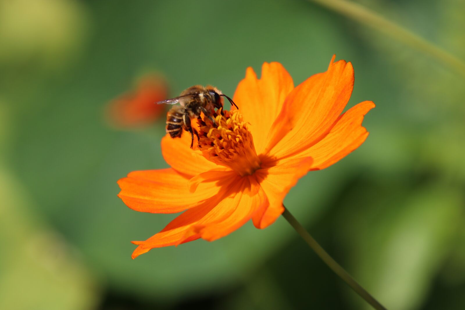 Canon EOS 800D (EOS Rebel T7i / EOS Kiss X9i) sample photo. Flowers, bright orange, light photography