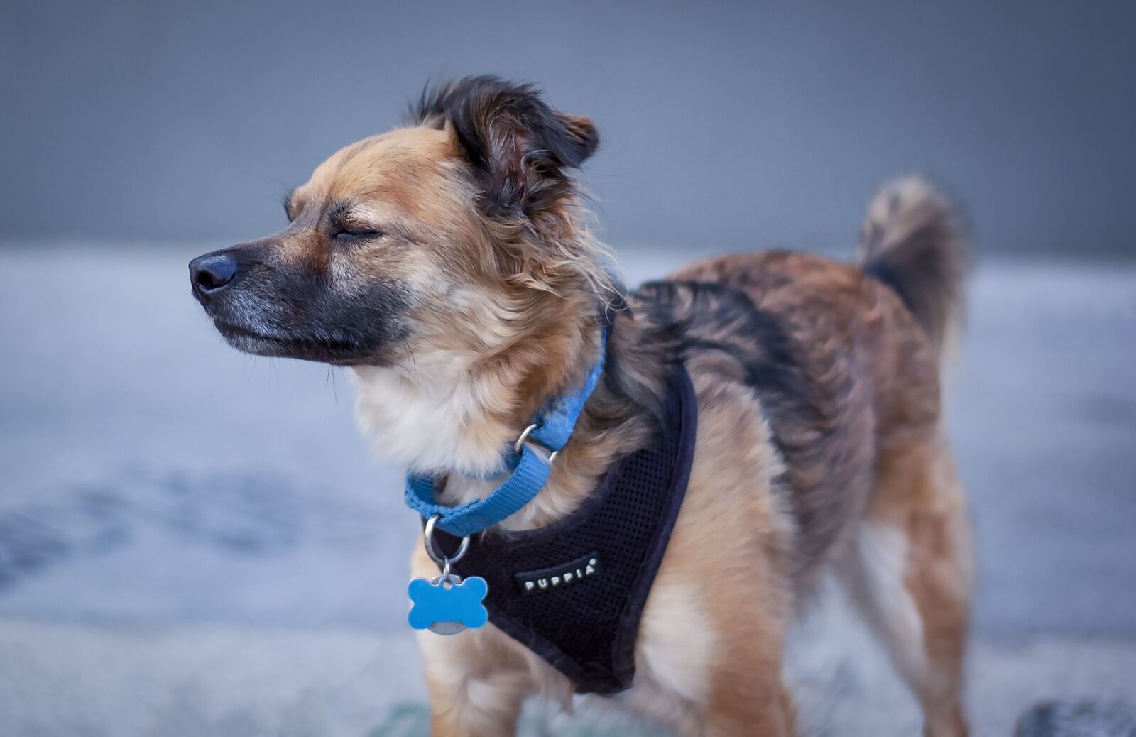 Nikon D70s sample photo. Dog, canine, cute puppy photography