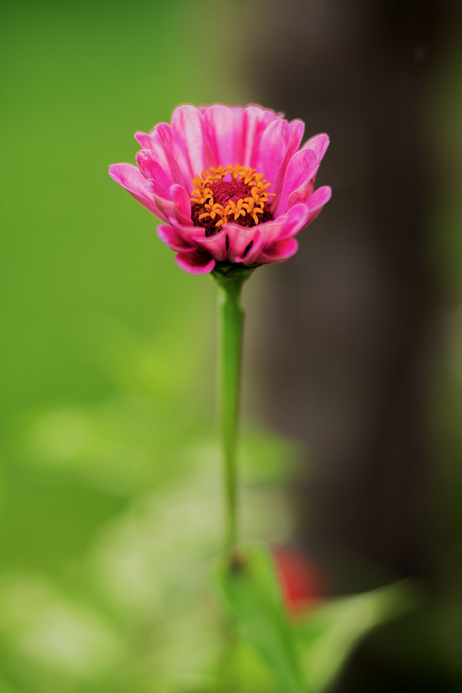 Nikon D7200 sample photo. Flower, garden, blossom photography
