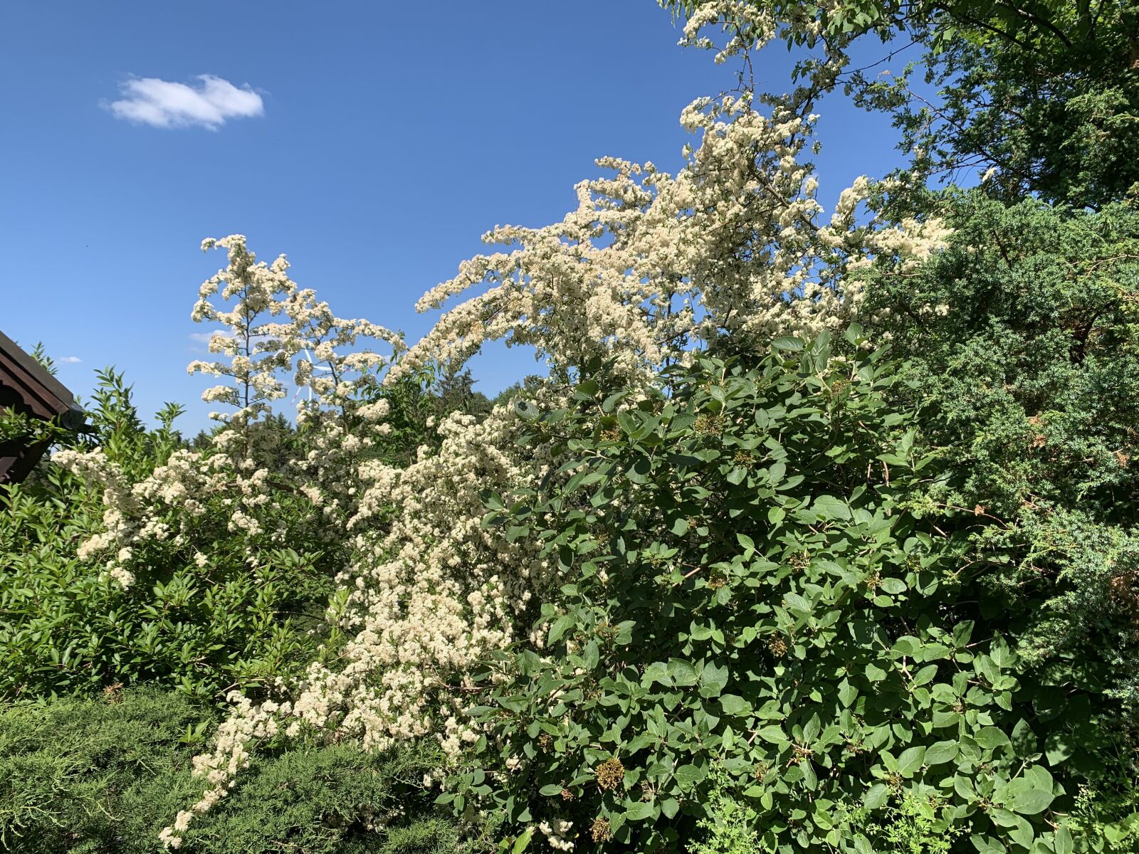 Apple iPhone XR sample photo. Holunder, elder, elderberry photography