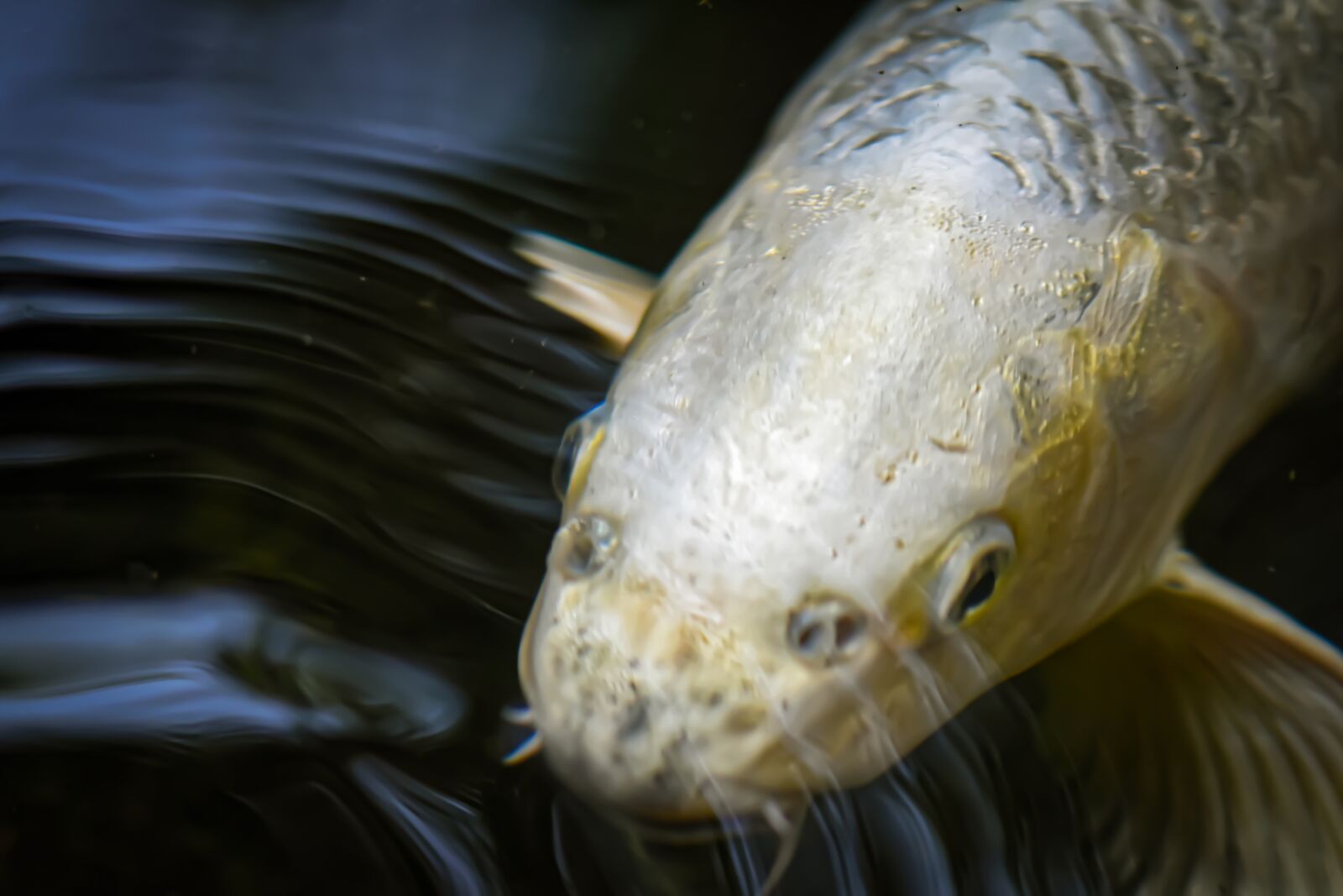 Nikon D7200 sample photo. Koi, pond, fish photography