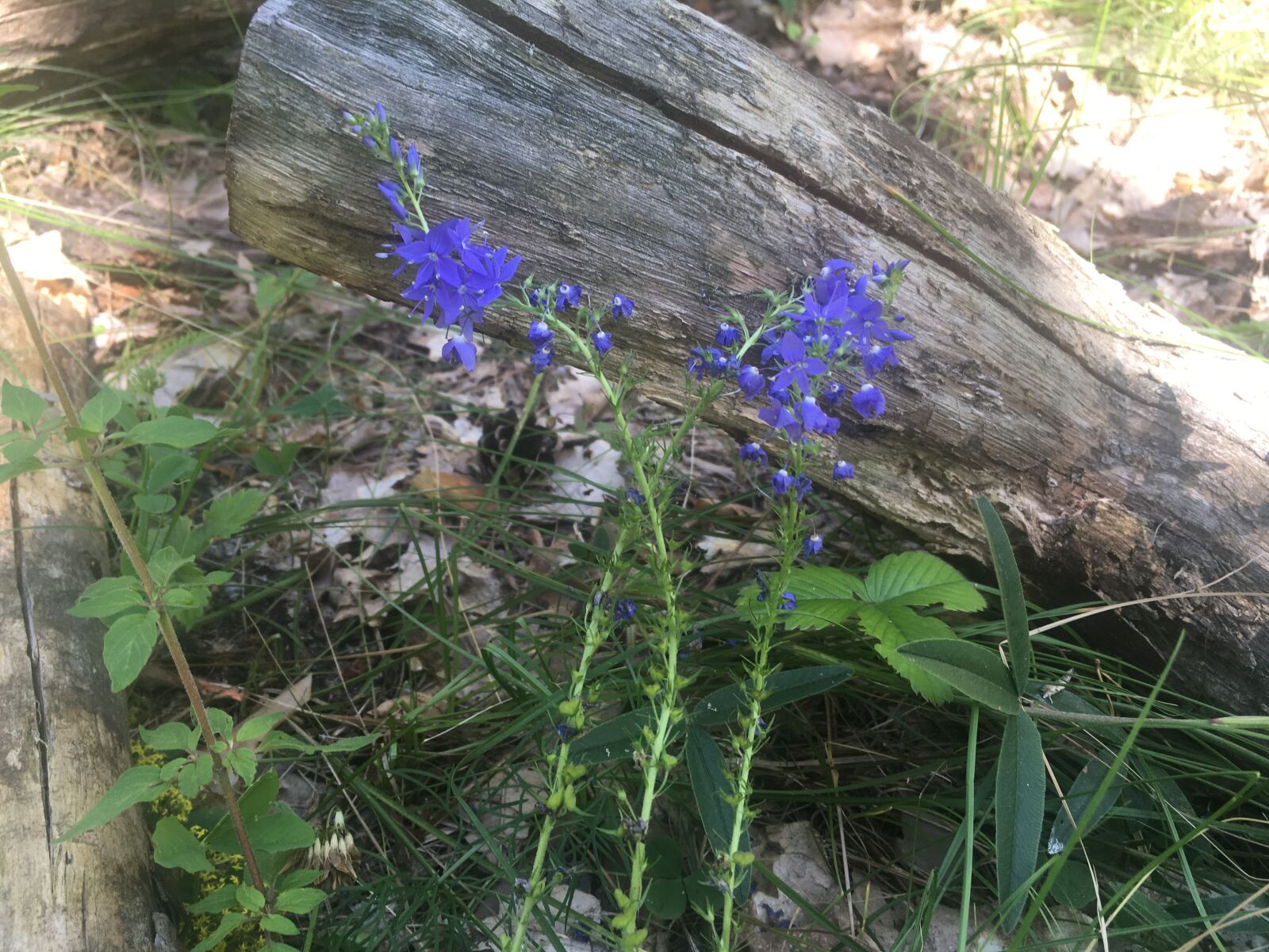 Apple iPhone SE (1st generation) sample photo. Forest, herbs, meadows photography