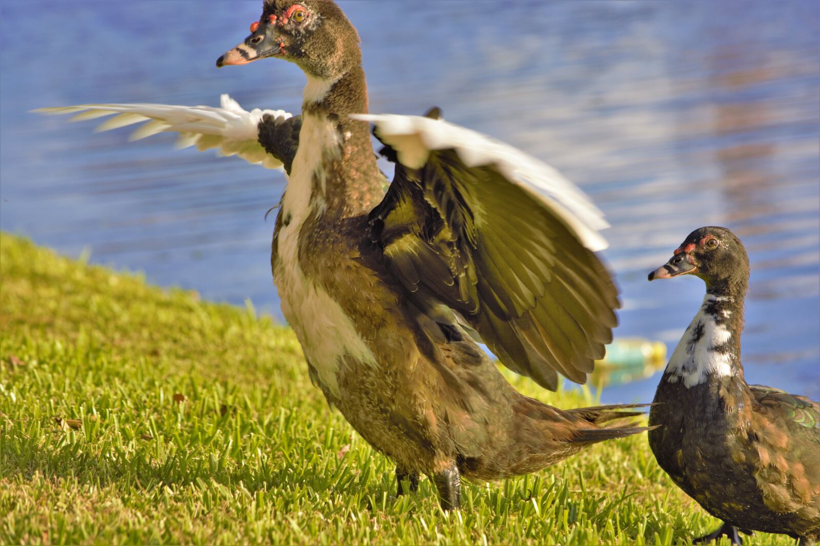Nikon D7100 sample photo. Duck, muscovy duck, wings photography