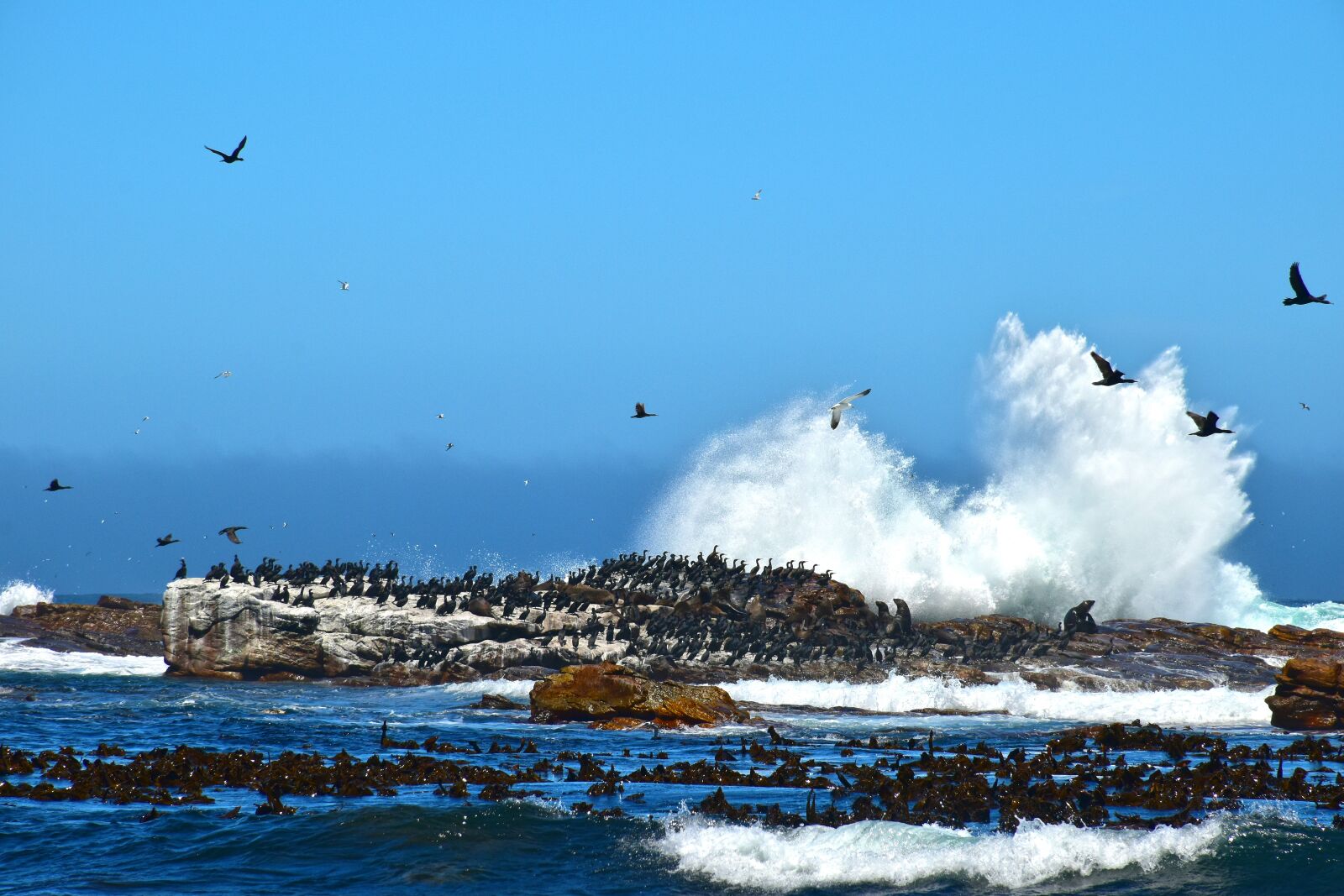 Nikon D5600 sample photo. Sea, birds, landscape photography