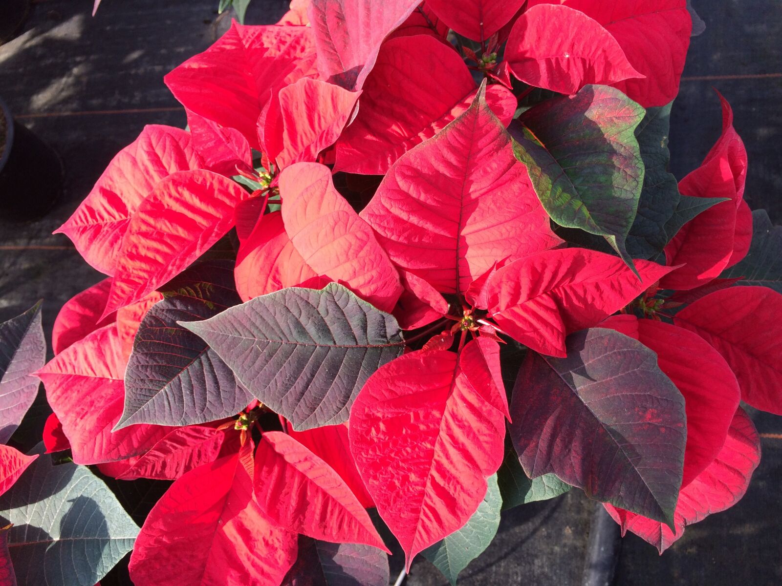 iPhone 5s back camera 4.15mm f/2.2 sample photo. Poinsettia, red flower, flower photography