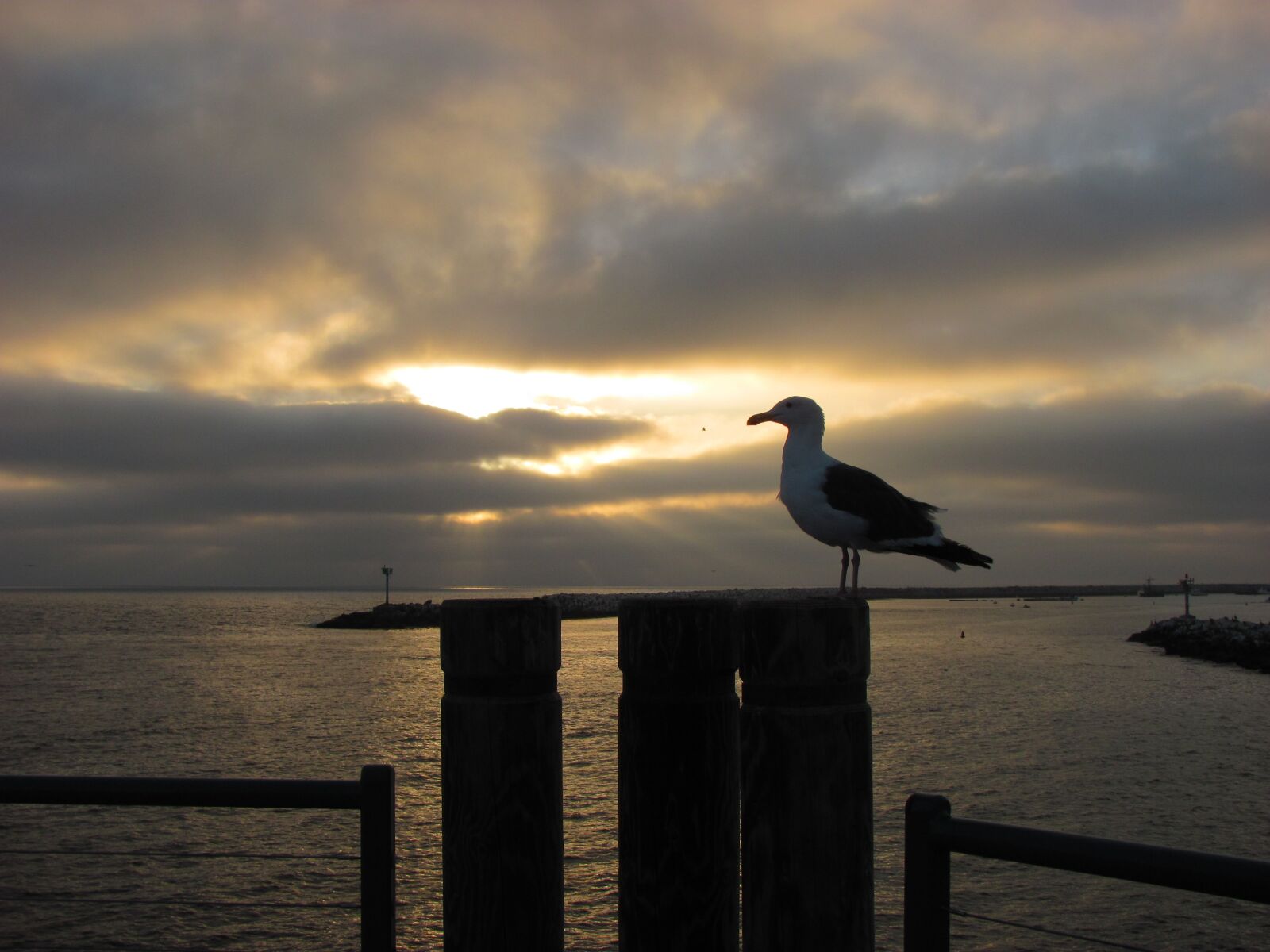 Canon PowerShot SX120 IS sample photo. Seagull, sunset, pier photography