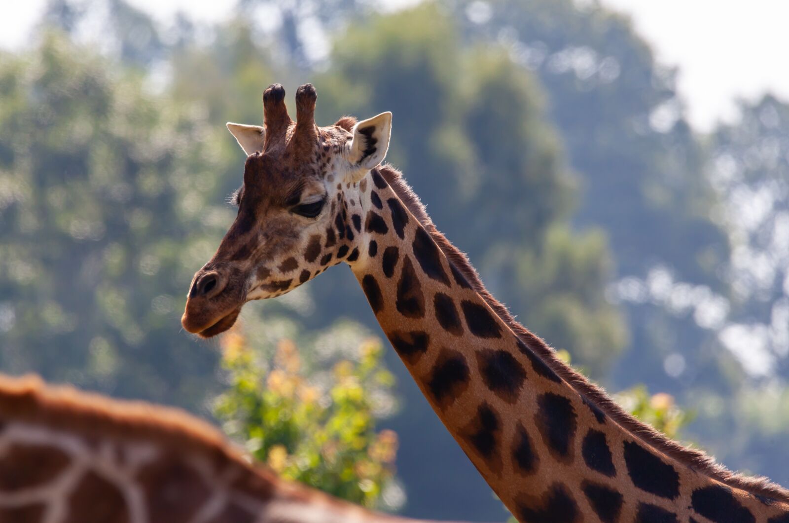 150-600mm F5-6.3 DG OS HSM | Contemporary 015 sample photo. Rothschild giraffe, giraffe, long photography