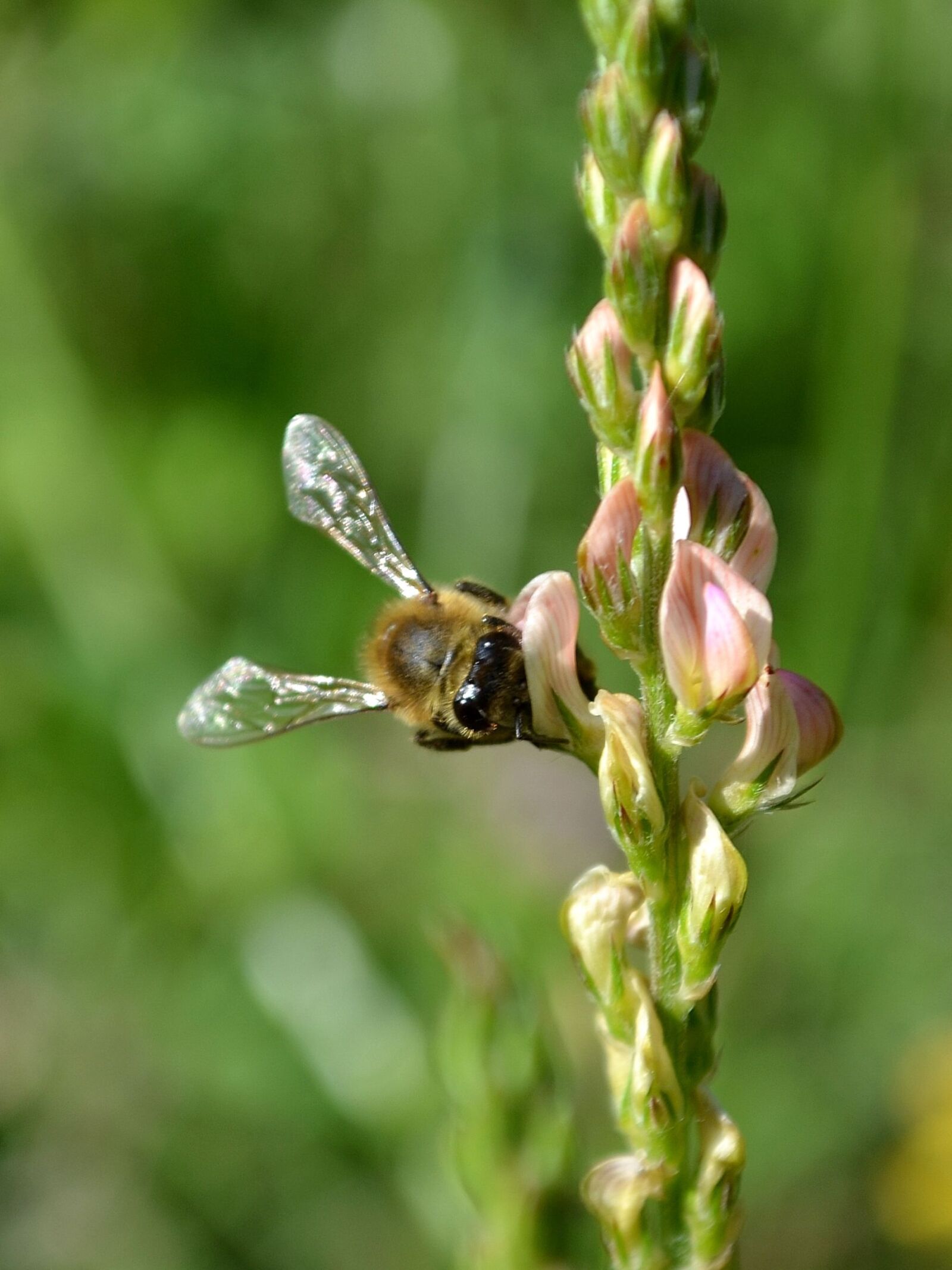 Nikon D3100 sample photo. Bee, bee collects honey photography