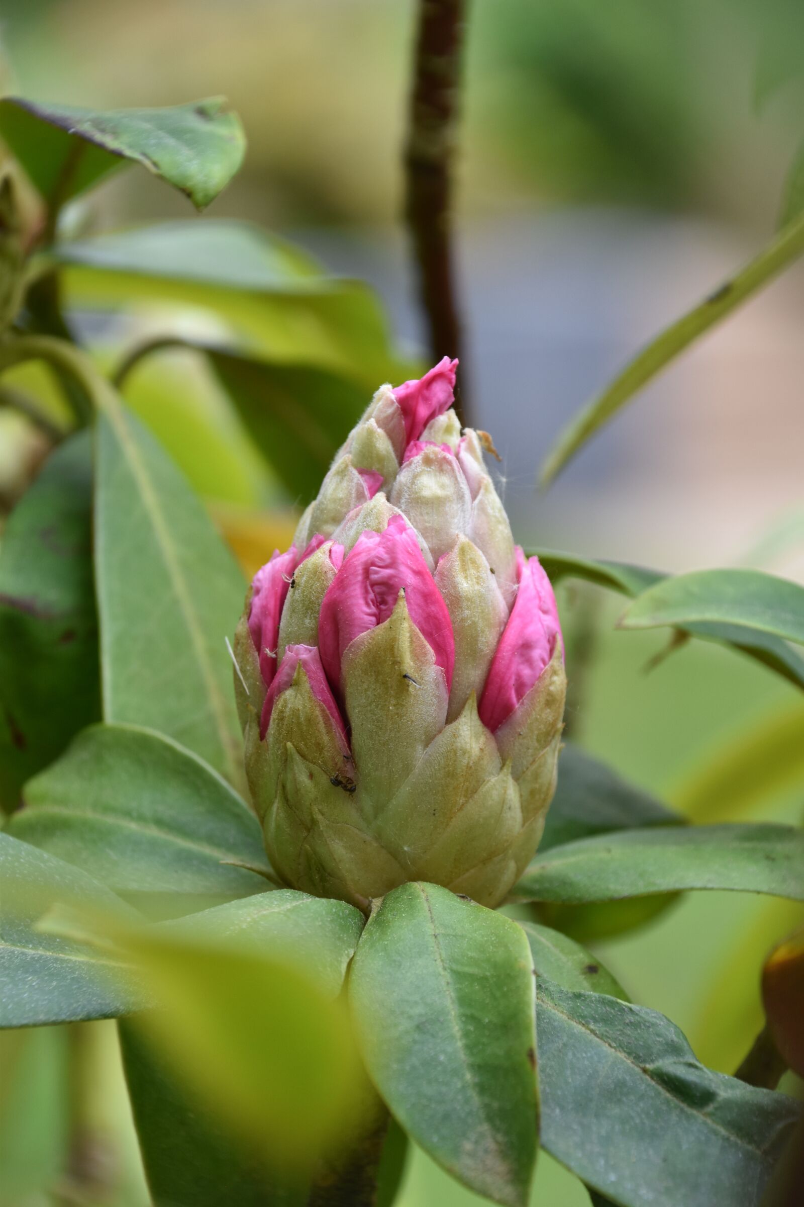 Nikon D5600 sample photo. Nature, plant, leaf photography