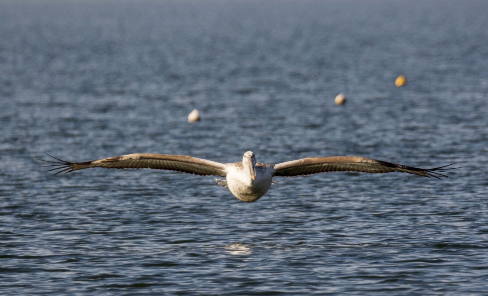 Nikon D7200 sample photo. Pelican, flight, bird photography