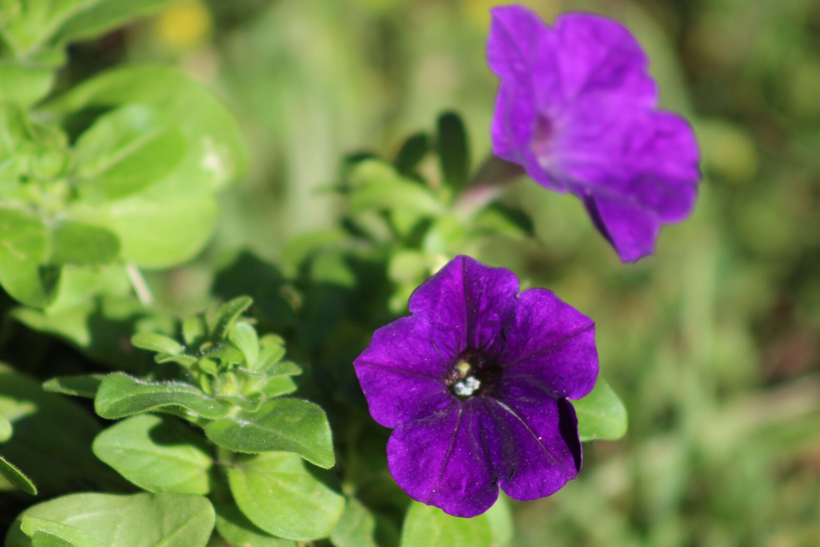 Canon EF75-300mm f/4-5.6 sample photo. Pansies, flowers, purple photography