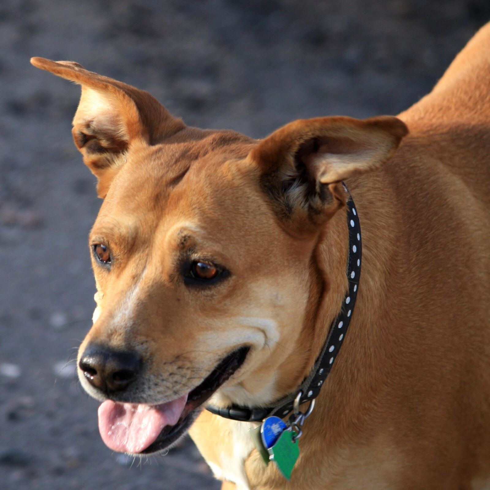 f/4-5.6 IS II sample photo. Brown dog, perky ears photography