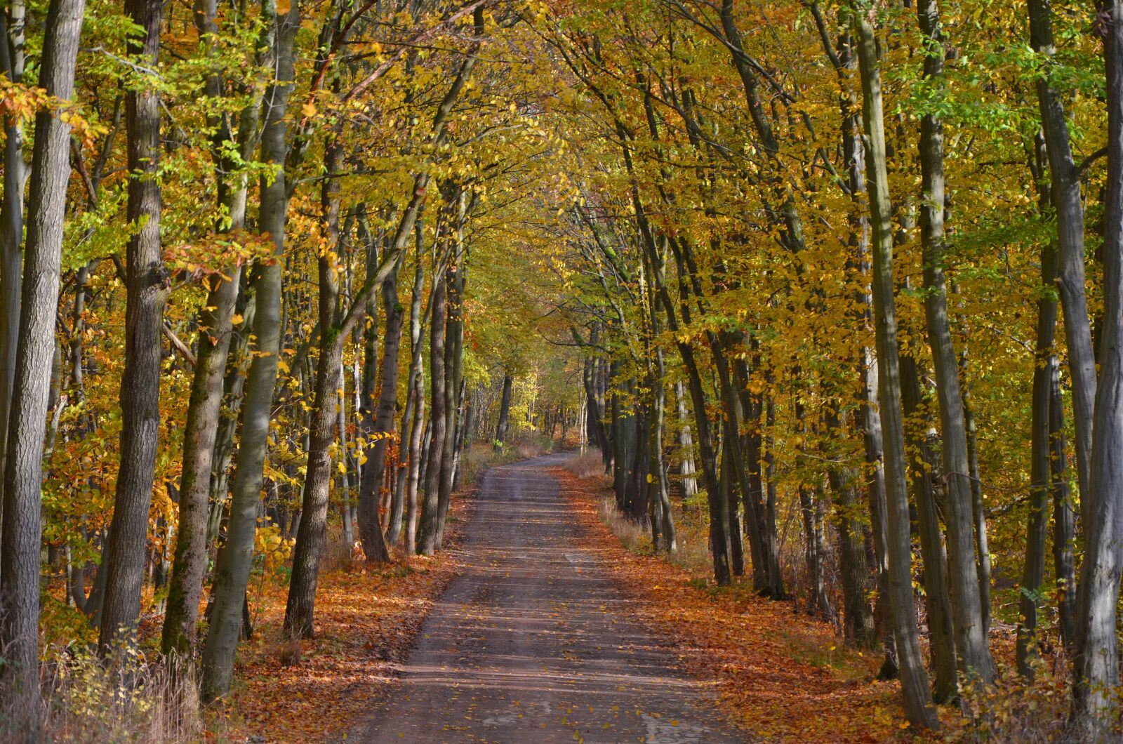 Nikon D5100 sample photo. Autumn, forest, hiking photography