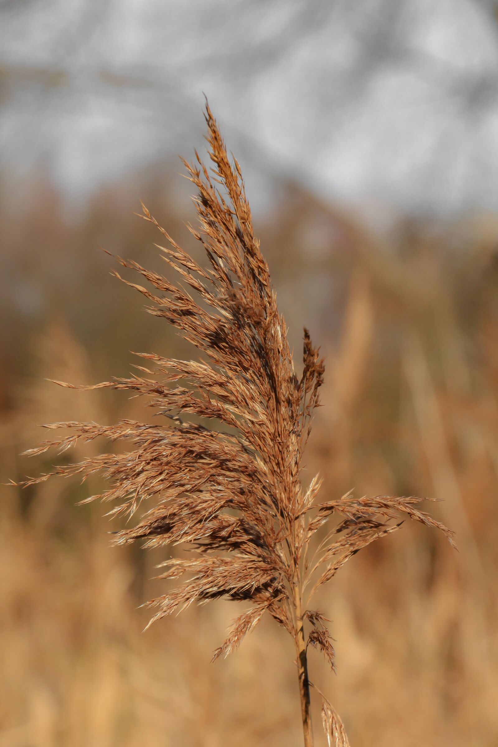 Canon EOS 700D (EOS Rebel T5i / EOS Kiss X7i) sample photo. Reed, dehydrated, grasses photography