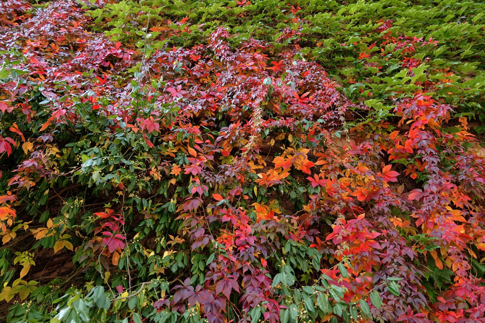 Panasonic Lumix DMC-LX10 (Lumix DMC-LX15) sample photo. Autumn, autumn colours, wine photography