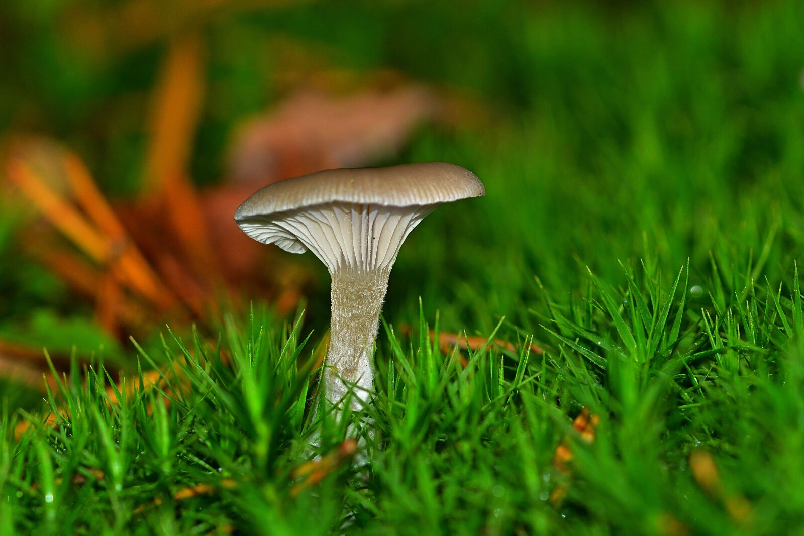 Nikon D5200 sample photo. Forest, moss, mushroom photography