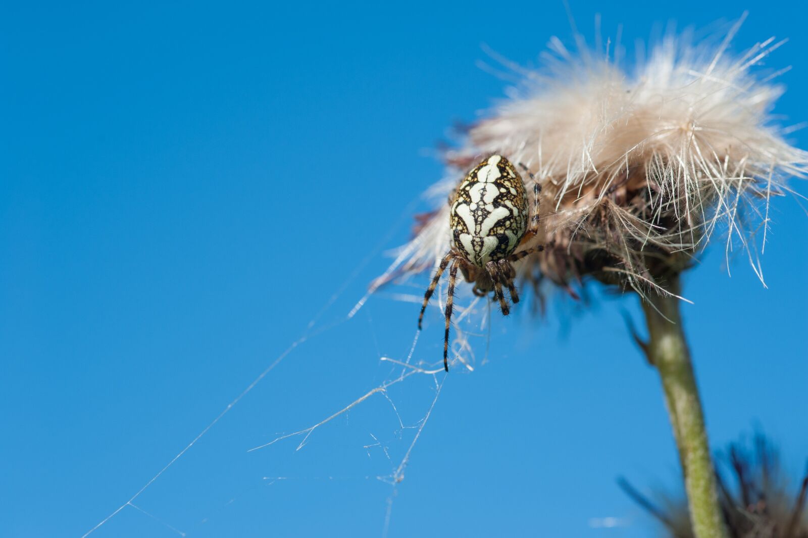 Nikon D700 sample photo. Insect, macro, spider photography