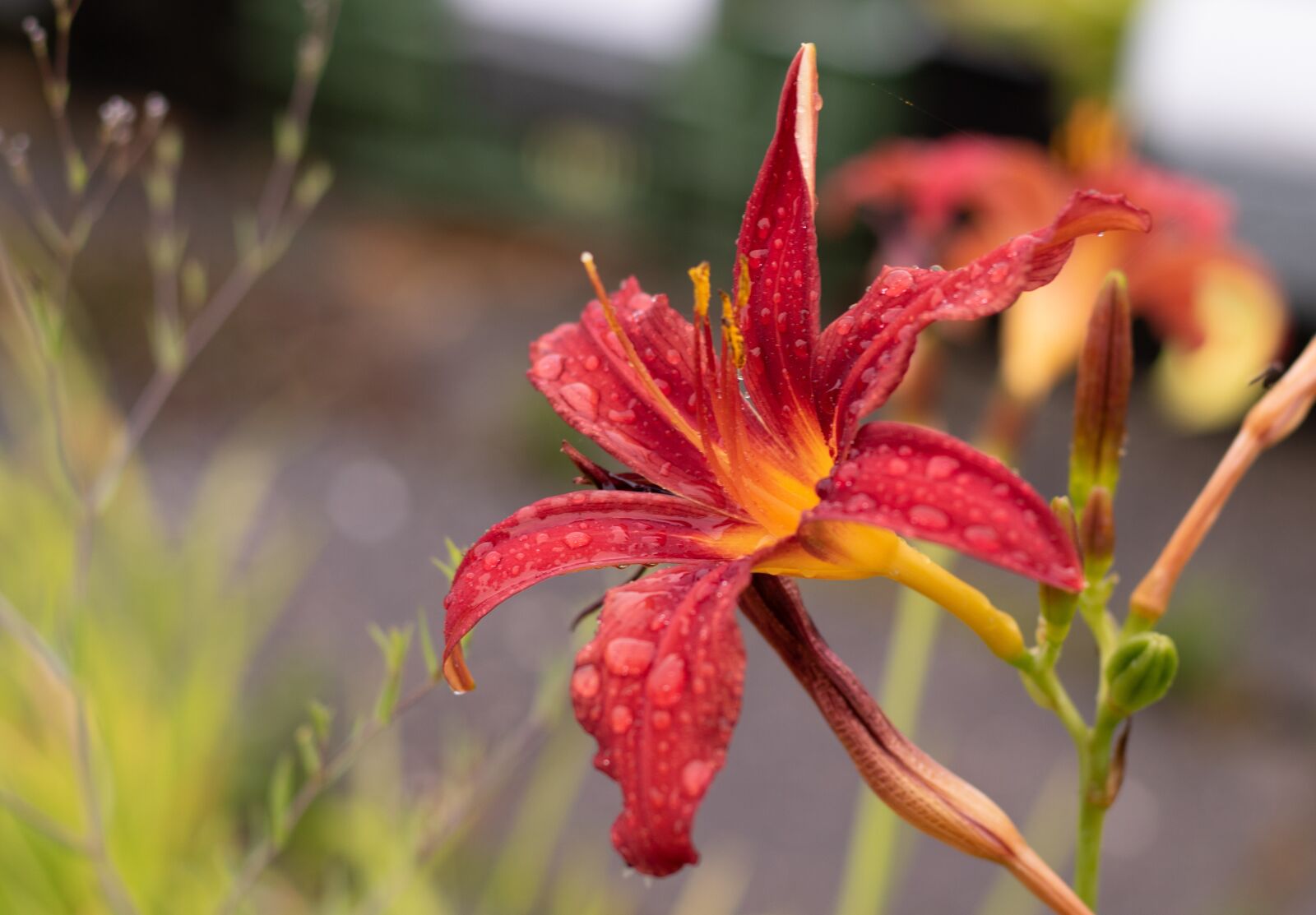 Canon EOS 7D Mark II + Canon EF 50mm F1.8 STM sample photo. Hemerocallis, daylily, red photography