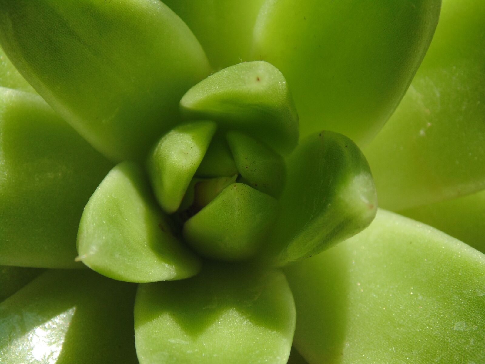 Sony Cyber-shot DSC-H200 sample photo. Aloe, green, plant photography