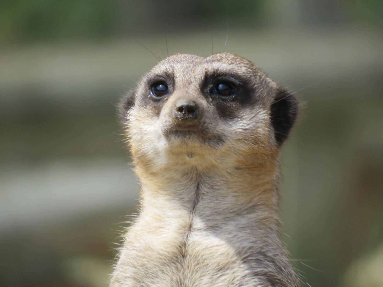 Canon PowerShot SX60 HS sample photo. Meerkat, animal, furry photography