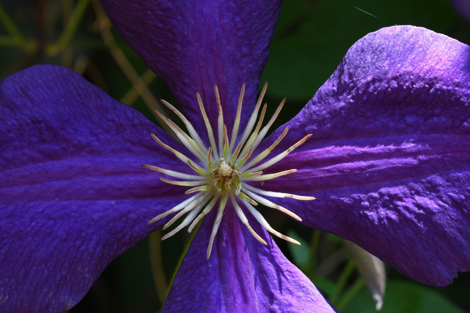 Nikon D7500 sample photo. Flower garden, pistilli, blue photography
