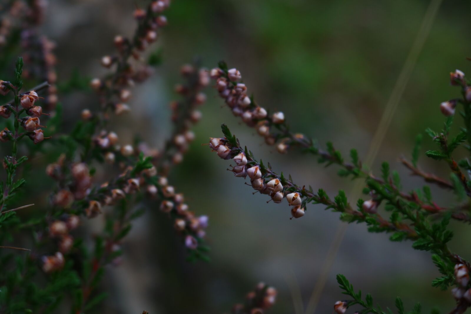 Canon EOS 750D (EOS Rebel T6i / EOS Kiss X8i) sample photo. Macro, alive, nature photography