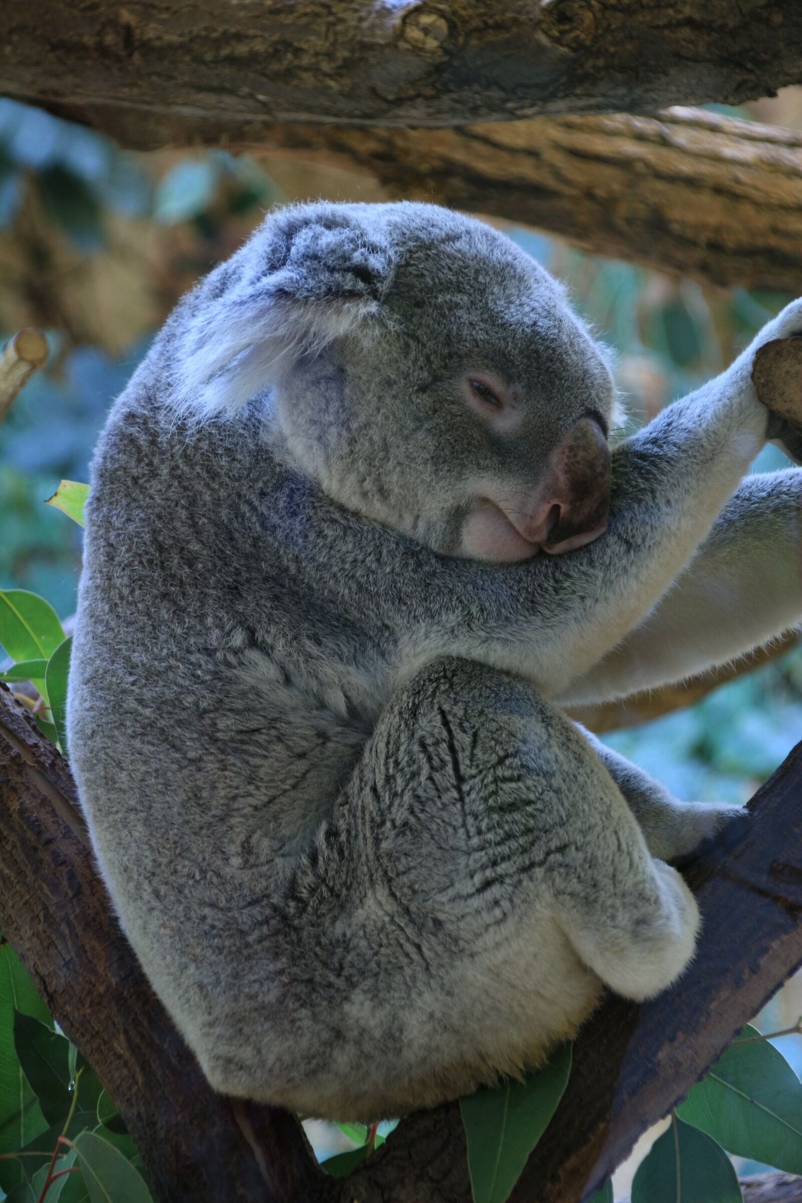 Canon EOS 100D (EOS Rebel SL1 / EOS Kiss X7) sample photo. Koala, lazing around, zoo photography